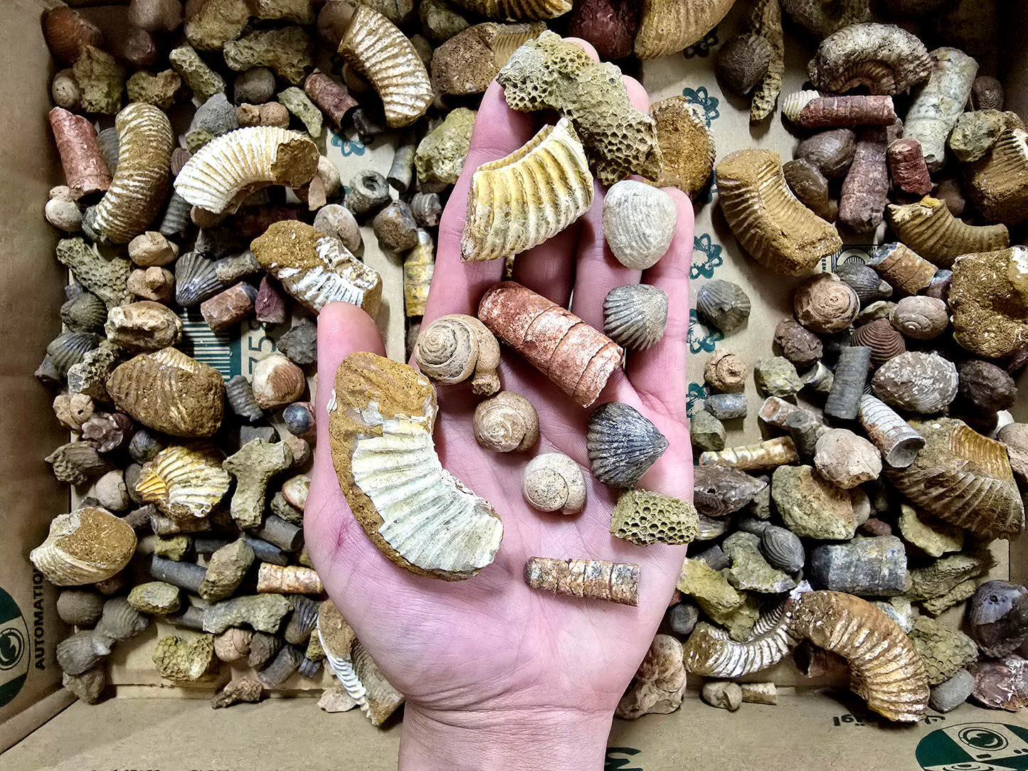 Bulk Fossil Mix Moroccan Assorted Fossils for Crafts, Displays, Teaching & Collecting, Ammonite, Gastropods, Brachiopods and More