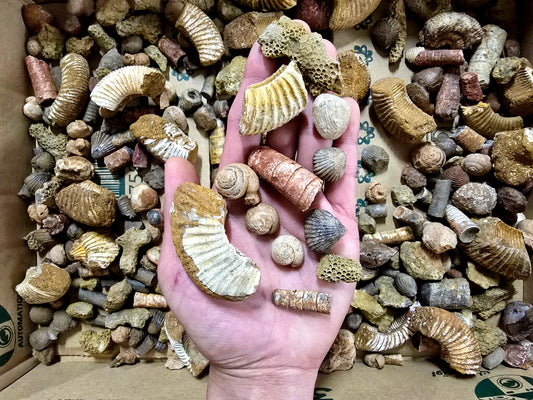 Bulk Fossil Mix Moroccan Assorted Fossils for Crafts, Displays, Teaching & Collecting, Ammonite, Gastropods, Brachiopods and More