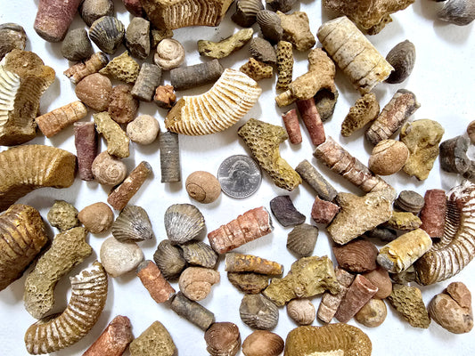 Bulk Fossil Mix Moroccan Assorted Fossils for Crafts, Displays, Teaching & Collecting, Ammonite, Gastropods, Brachiopods and More