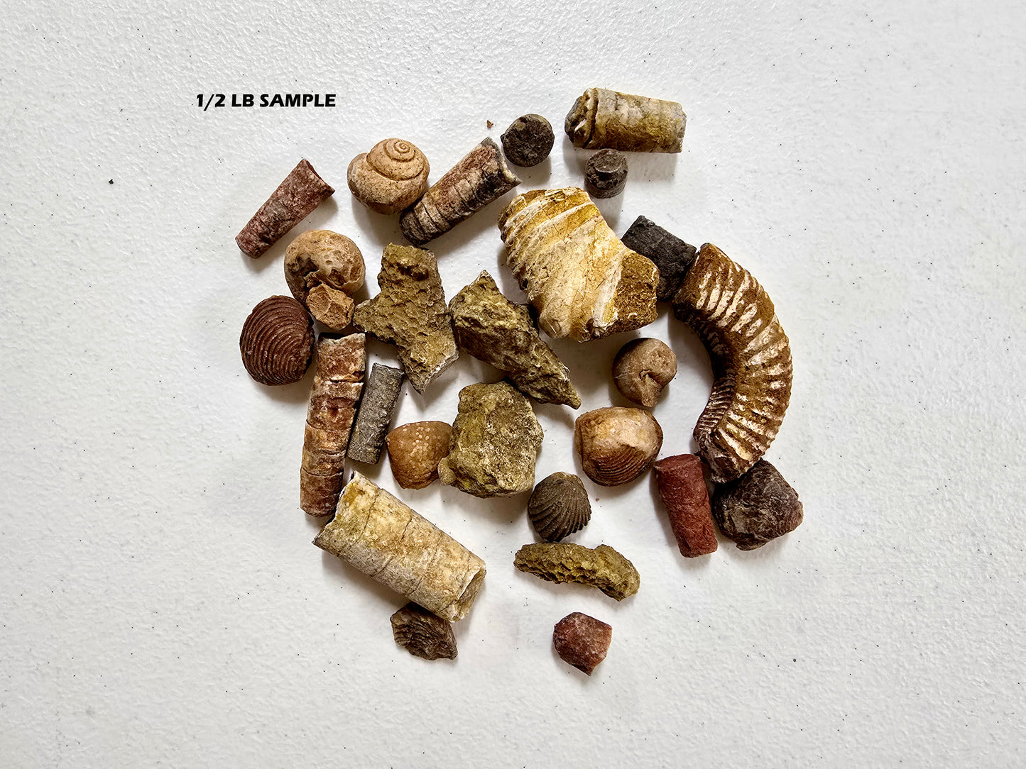 Bulk Fossil Mix Moroccan Assorted Fossils for Crafts, Displays, Teaching & Collecting, Ammonite, Gastropods, Brachiopods and More