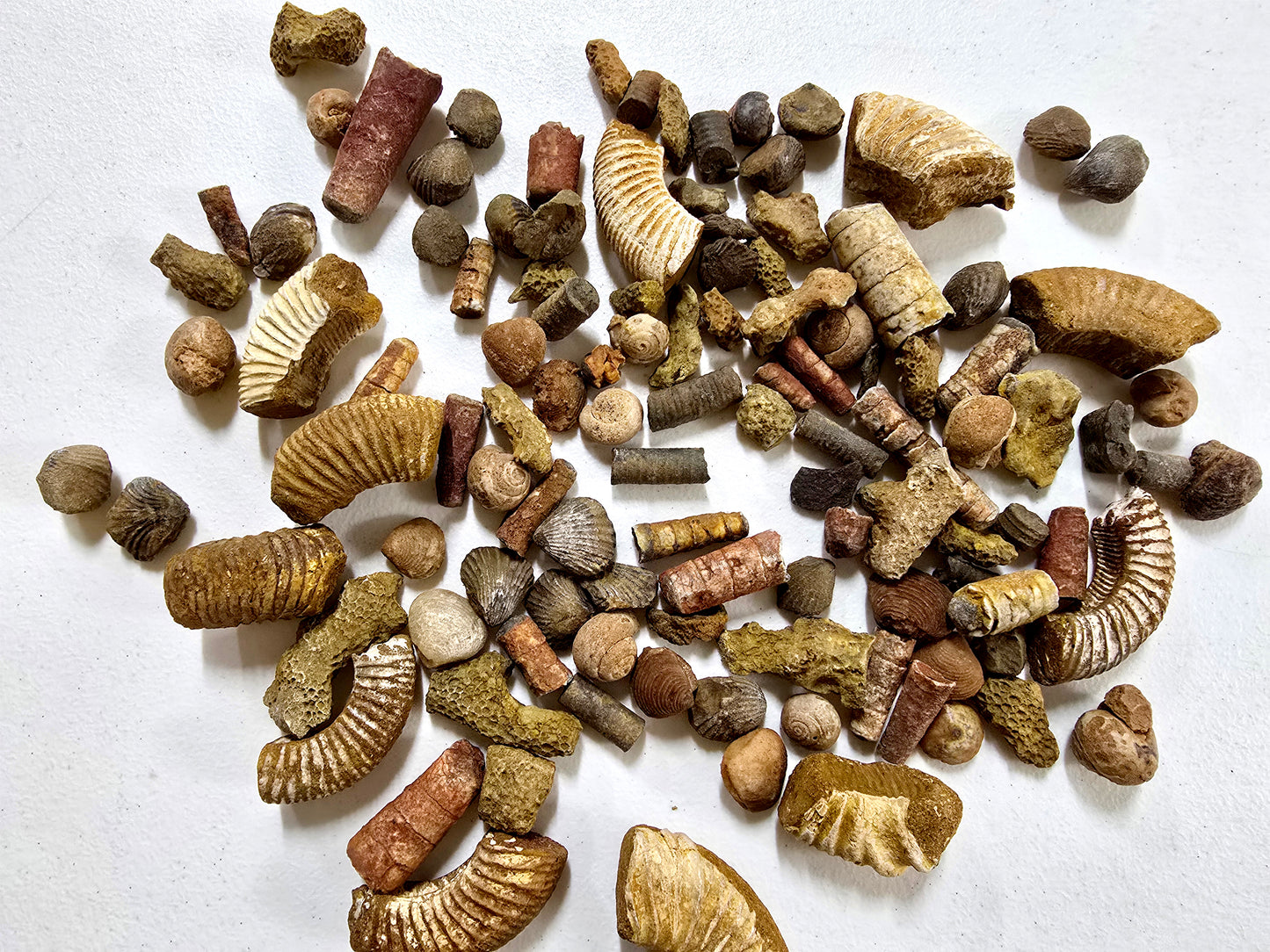 Bulk Fossil Mix Moroccan Assorted Fossils for Crafts, Displays, Teaching & Collecting, Ammonite, Gastropods, Brachiopods and More