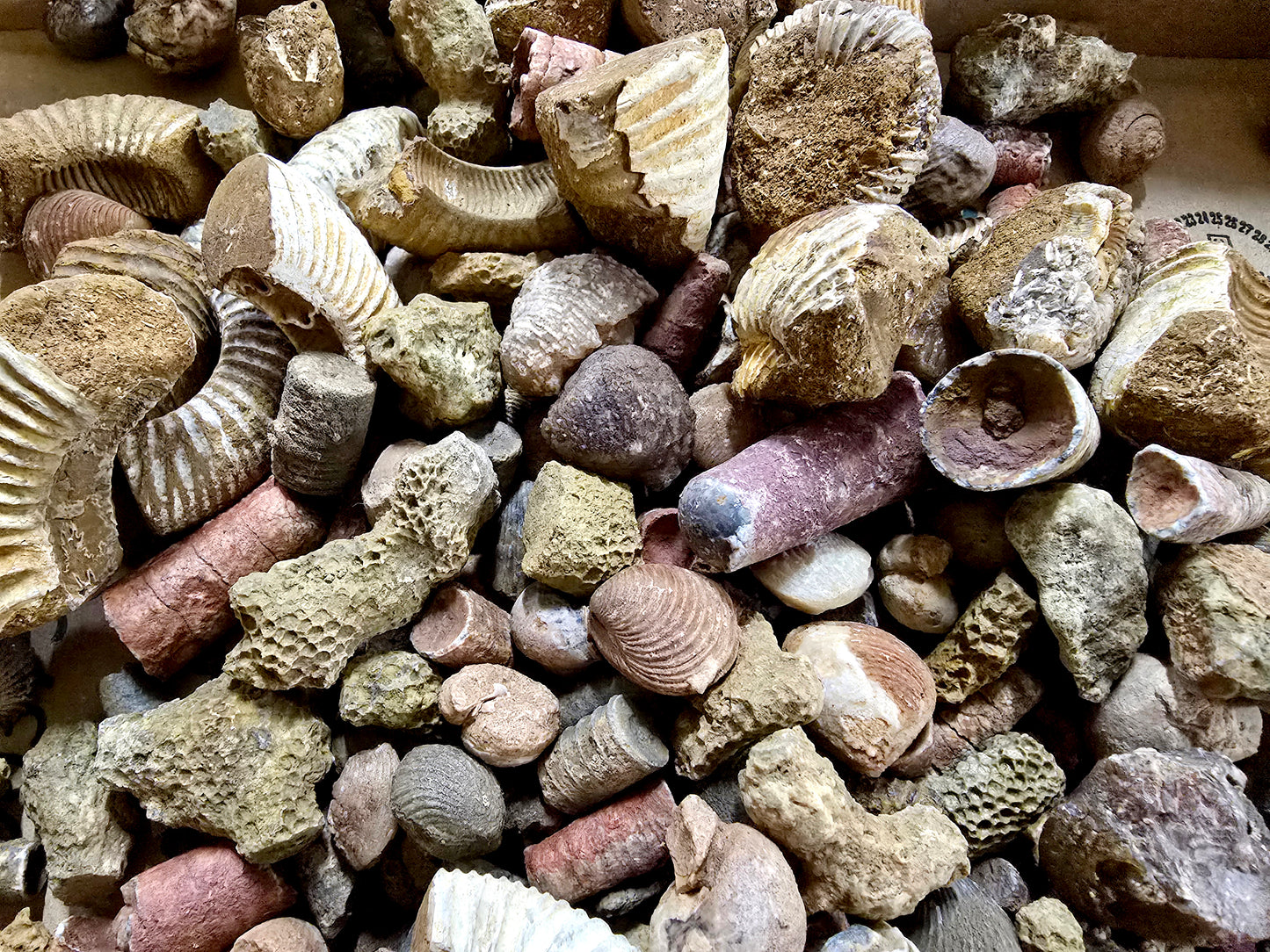 Bulk Fossil Mix Moroccan Assorted Fossils for Crafts, Displays, Teaching & Collecting, Ammonite, Gastropods, Brachiopods and More