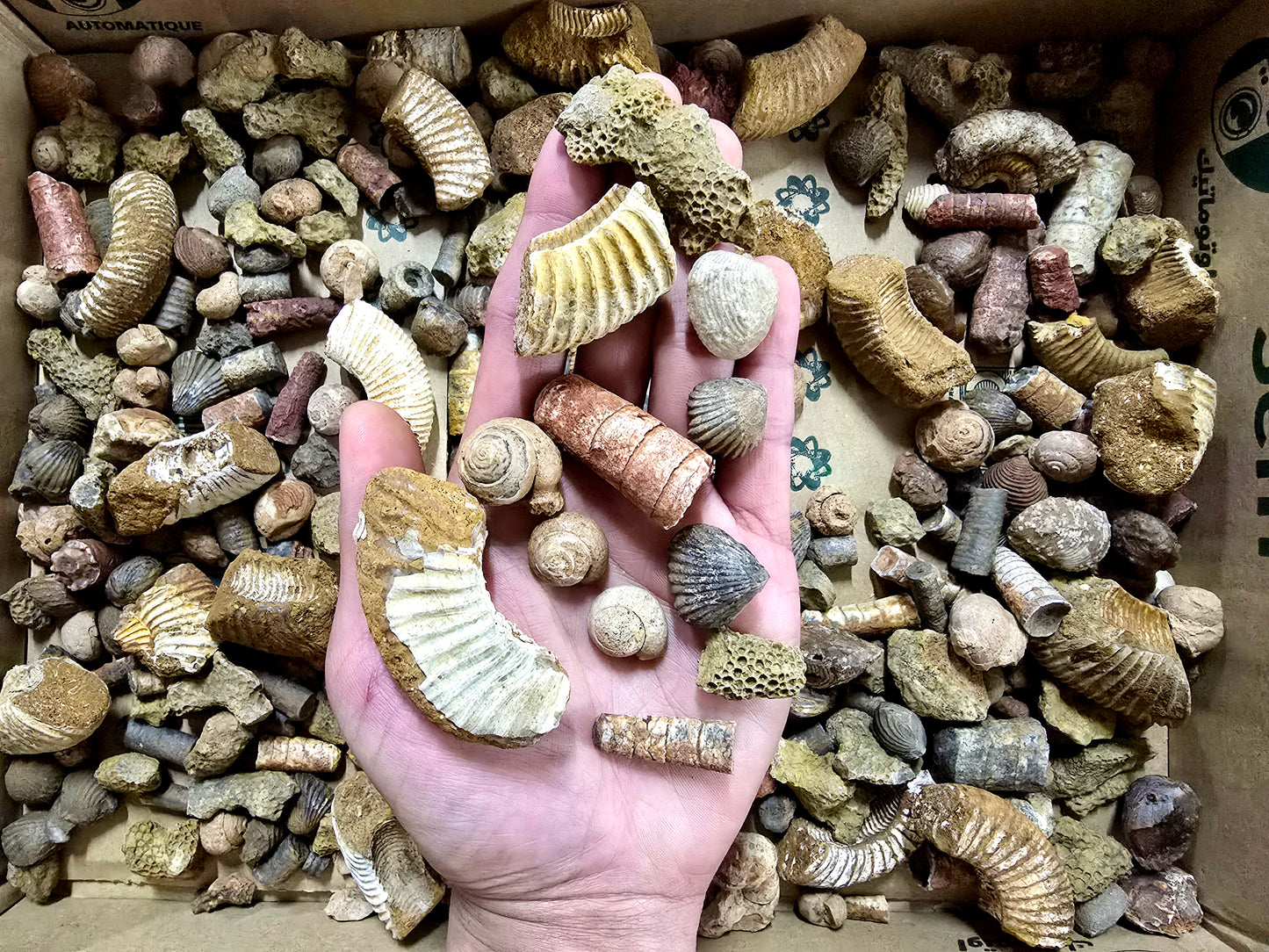 Bulk Fossil Mix Moroccan Assorted Fossils for Crafts, Displays, Teaching & Collecting, Ammonite, Gastropods, Brachiopods and More