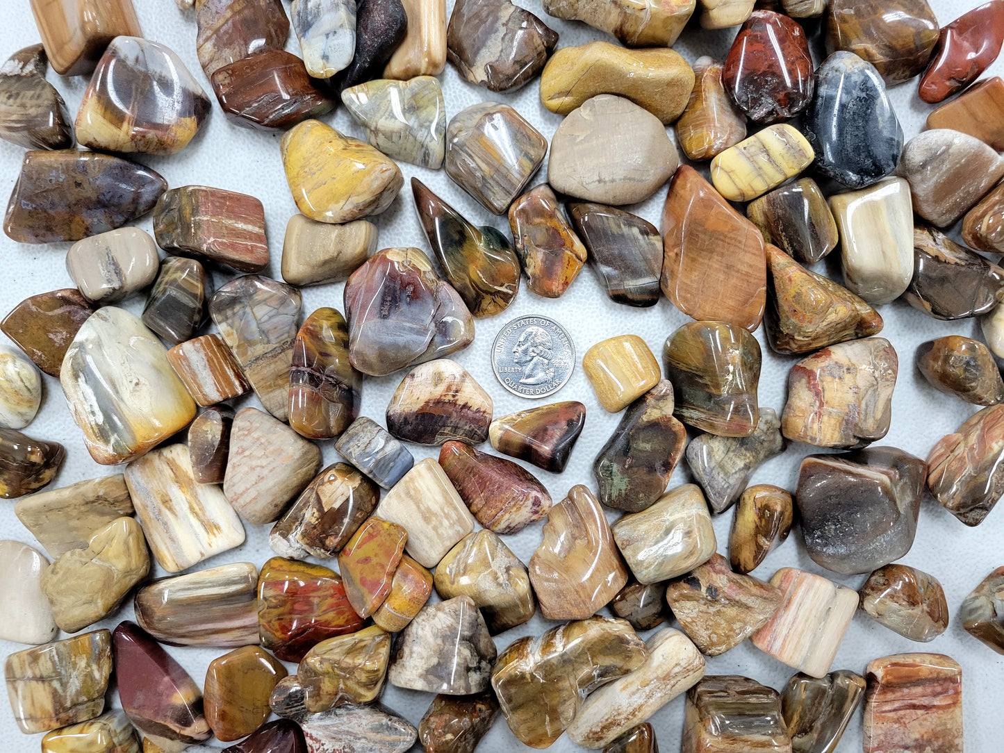 Tumbled Petrified Wood Crystals - Bulk Tumbled Stones