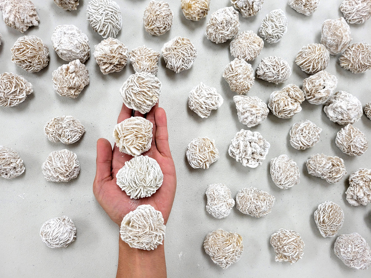 Large Desert Rose Buds