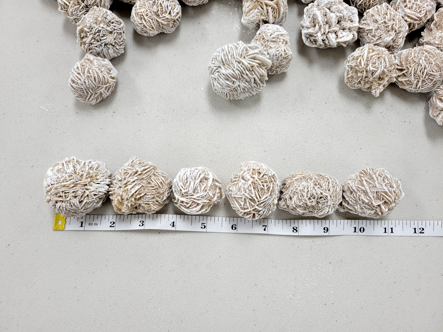 Large Desert Rose Buds