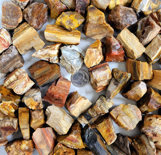 Petrified Wood - Rough Stones Bulk