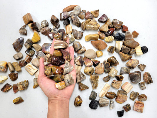 Tumbled Petrified Wood Crystals - Bulk Tumbled Stones